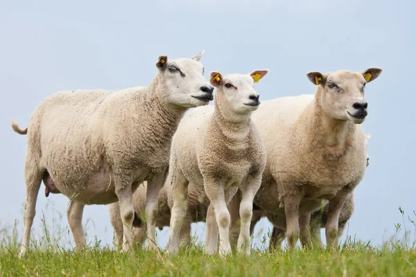 Nieuwsgierig schapen — Stockfoto