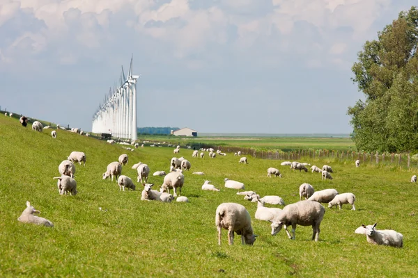 Ανάχωμα με πρόβατα — Φωτογραφία Αρχείου