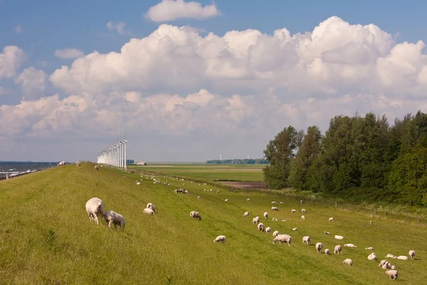 Плотина с овцами и ветряными мельницами в Нидерландах — стоковое фото