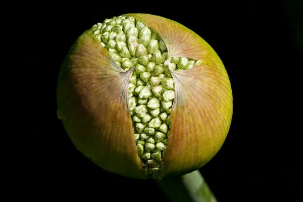 Allium flower, just before blooming against a dark background — Stock Photo, Image
