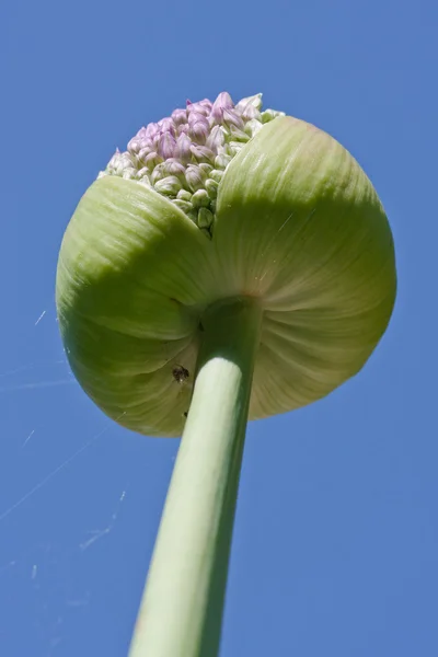 Allium flower, net voor het bloeien tegen de blauwe hemel — Stockfoto