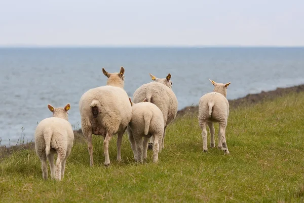 Grazing ovelhas com seus cordeiros na primavera — Fotografia de Stock