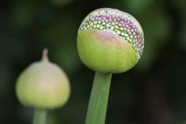 Allium flower, just before blooming — Stock Photo, Image