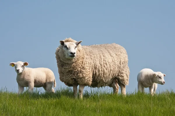 Grazing sheep with her lambs in springtime — Stock Photo, Image