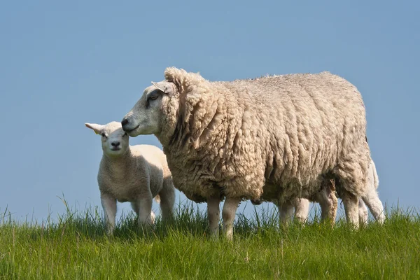 İlkbaharda kuzularıyla otlayan koyunlar — Stok fotoğraf