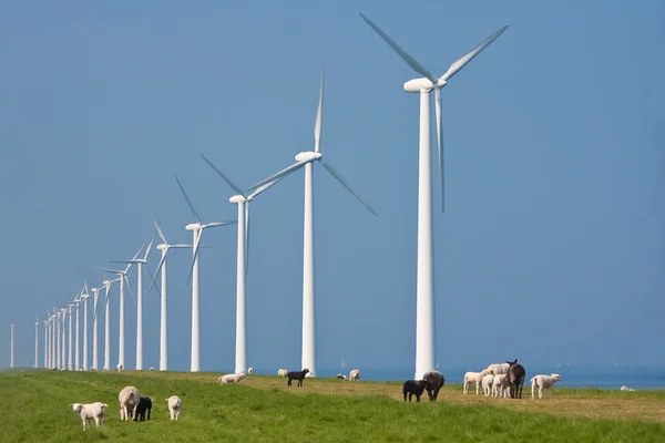 Grazing sheep in front of a row big windturbines in the Dutch se — Stock Photo, Image