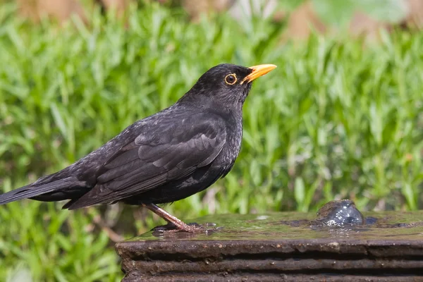 Drinking blackbird at a fountain in the garden — Stock Photo, Image