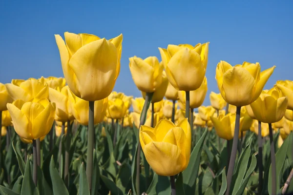 Žluté tulipány v oblastech Nizozemska — Stock fotografie