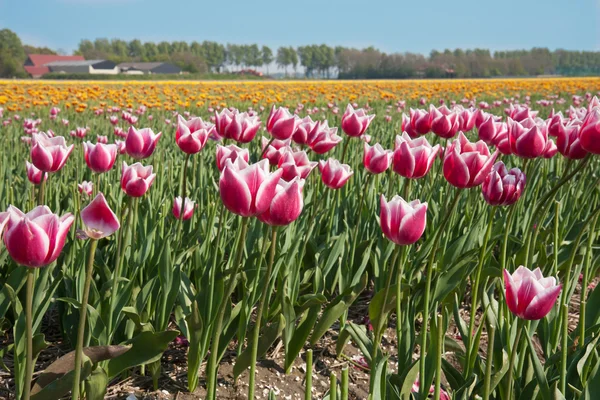 Tulipanes en los campos de los Países Bajos — Foto de Stock