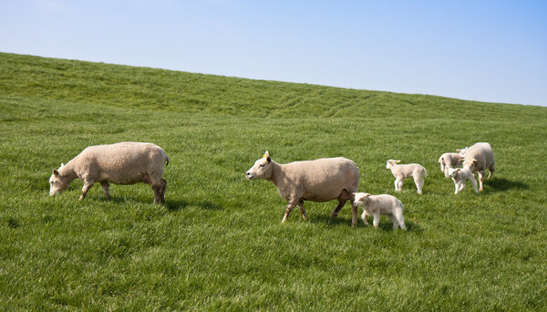 Sheep with lambs