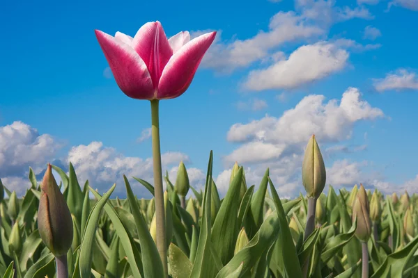 Första holländska tulpan på våren — Stockfoto