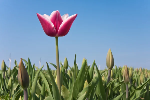 Första holländska tulpan på våren — Stockfoto