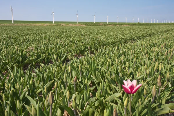 Первый голландский тюльпан весной — стоковое фото