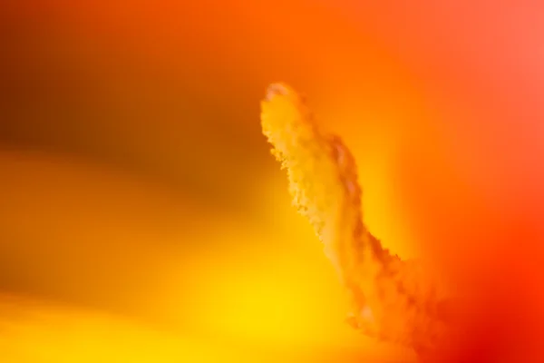 Blurred closeup of the stamen of a tulip — Stock Photo, Image