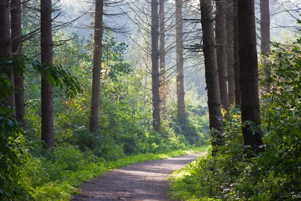 Paisaje forestal con luz solar a través de los árboles — Foto de Stock