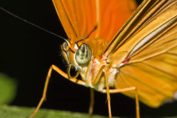 stock image Closeup from a beautiful orange butterfly