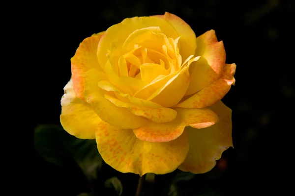 Όμορφο τριαντάφυλλο κίτρινο με ένα μαύρο φόντο — Φωτογραφία Αρχείου