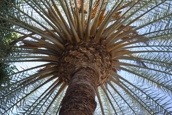 De frente para uma grande palmeira al La Palma, Ilhas Canárias — Fotografia de Stock