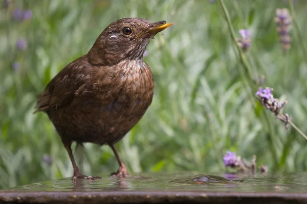 Blackbird água potável em uma fonte no jardim — Fotografia de Stock