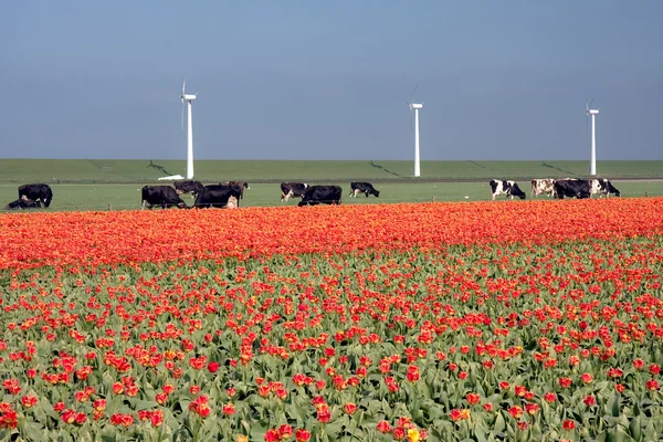 Holländska landskapet: en vall med väderkvarnar, kor och tulpaner — Stockfoto