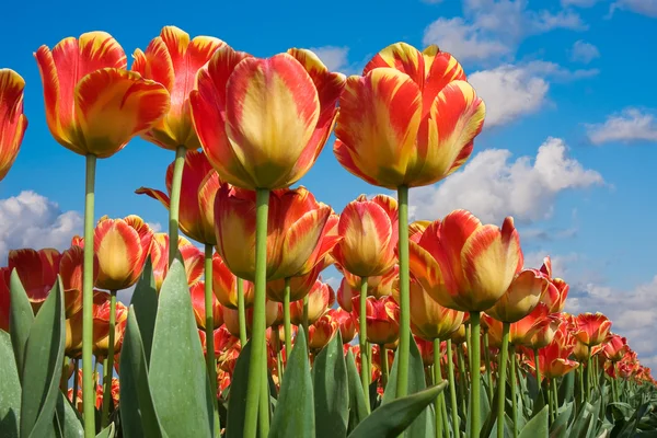 Красивые красные тюльпаны с видом на небо — стоковое фото