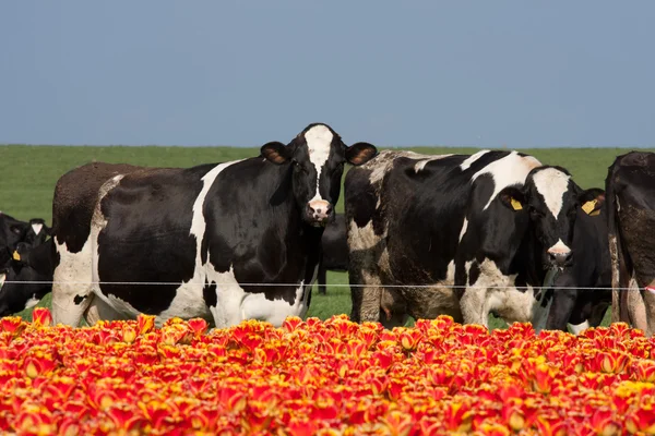 Tipikus holland kép a tehén és a tulipánok — Stock Fotó