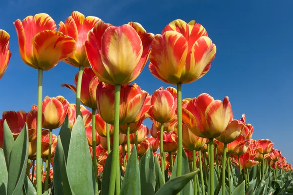 Krásné červené tulipány, směřující k nebi — Stock fotografie