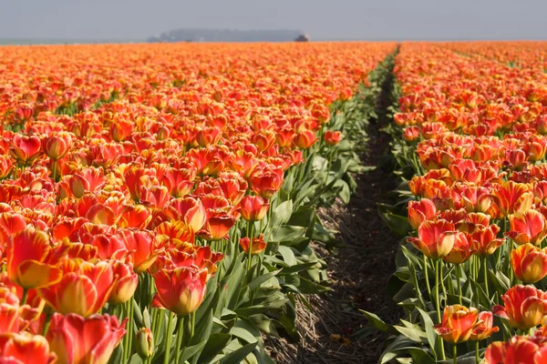 Pomarańczowe tulipany w Holandii — Zdjęcie stockowe