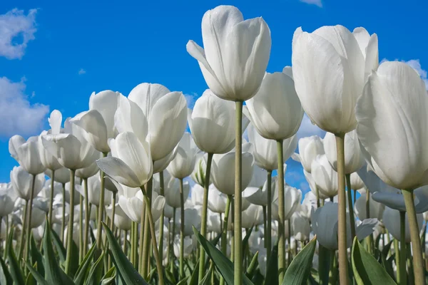 Bílé tulipány směřující k nebi — Stock fotografie