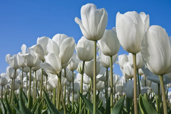 Krásné bílé tulipány při pohledu směrem k modré obloze — Stock fotografie