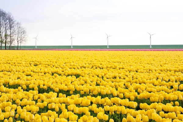 Tulipas amarelas dos Países Baixos — Fotografia de Stock