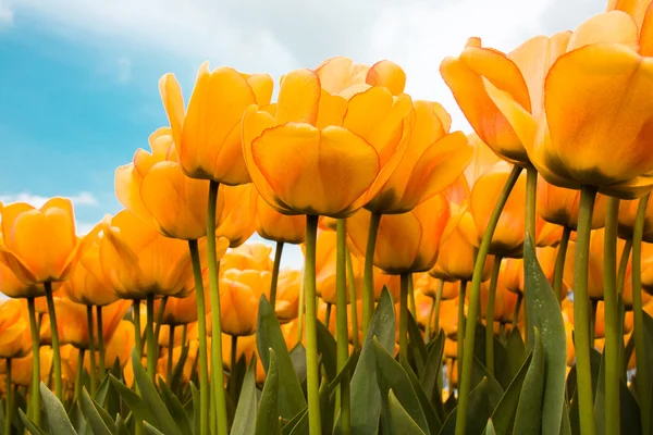 Kaunis keltainen tulppaanit — kuvapankkivalokuva