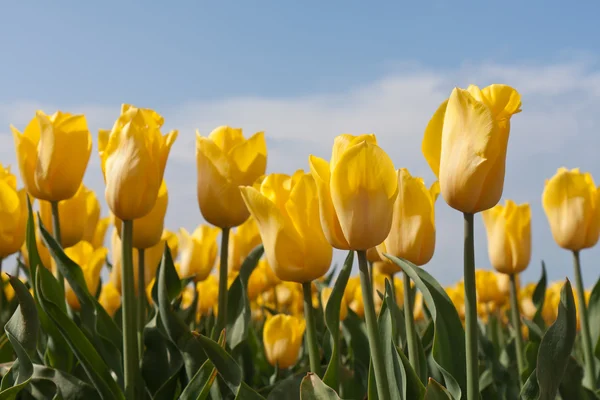 Žluté tulipány z Nizozemska — Stock fotografie