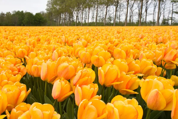 Piękne żółte tulipany — Zdjęcie stockowe