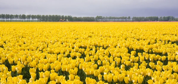 Enorme campo amarelo de tulipas holandesas — Fotografia de Stock