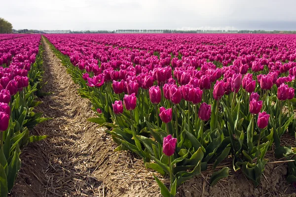 Fältet lila tulpaner på våren — Stockfoto