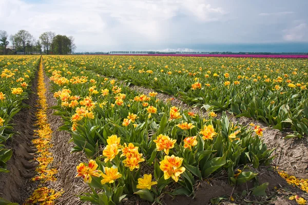 Campos de tulipas em Países Bajos — Fotografia de Stock