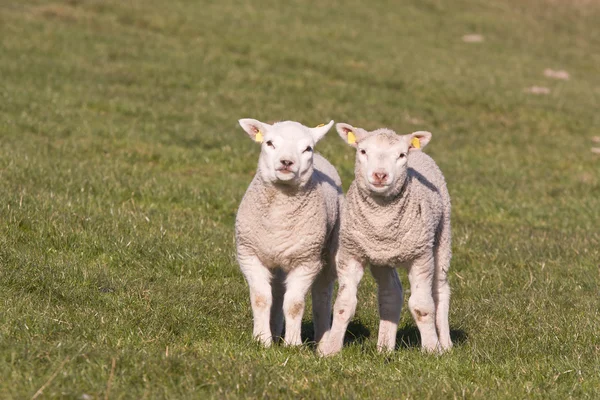 Söt och nyfikna unga lamm i Nederländerna — Stockfoto