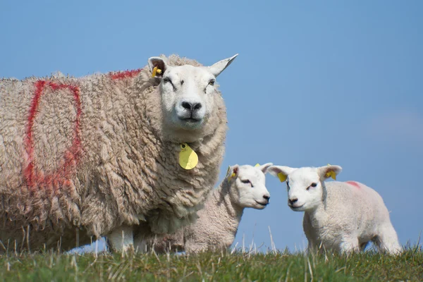 Ovelhas com seus cordeiros — Fotografia de Stock