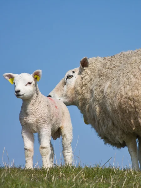 彼女の羊と羊 — ストック写真