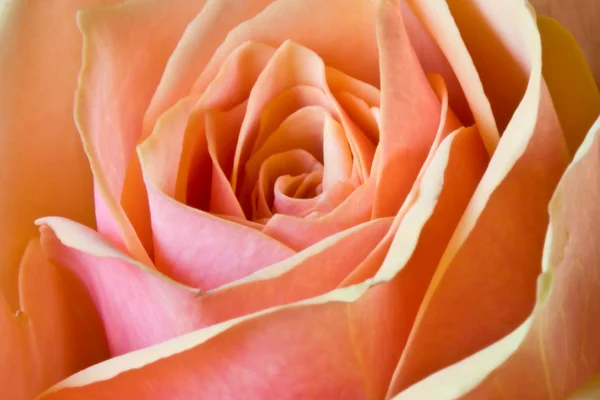Λεπτομέρεια από ένα όμορφο τριαντάφυλλο — Φωτογραφία Αρχείου