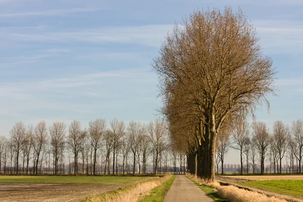 Dutch countryroad in springtime — Stock Photo, Image