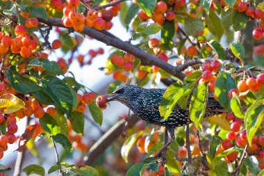 A spotted starling eating fruits in an apple tree clipart