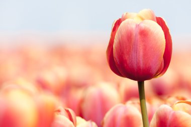 Pink tulip photgraphed with a selective focus and a shallow dept clipart