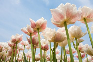 White and red speckled tulips in front of a light cloudy blue sk clipart