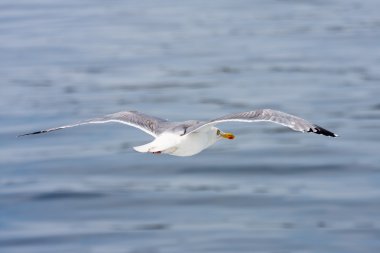 Flying seagull against a blue sea clipart