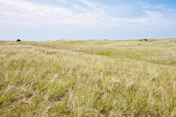 Paesaggio delle dune sulla costa olandese — Foto Stock