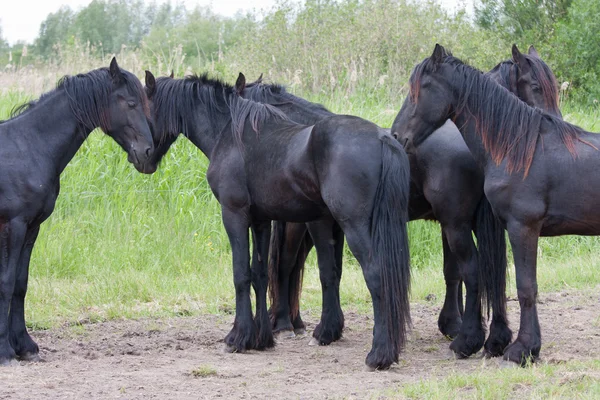 Fünf schöne schwarze Pferde, die zusammen auf der Weide stehen — Stockfoto