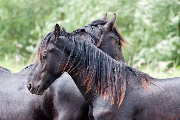 Zwei schöne schwarze Pferde, die zusammen auf der Weide stehen — Stockfoto