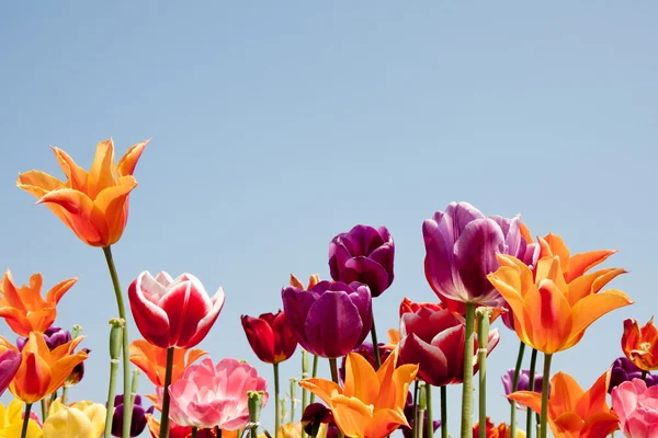Lovely multicolored tulips against a blue sky — Stock Photo, Image